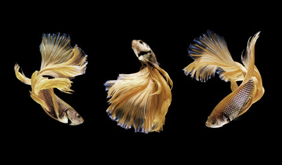 betta fish, siamese fighting fish isolated on black