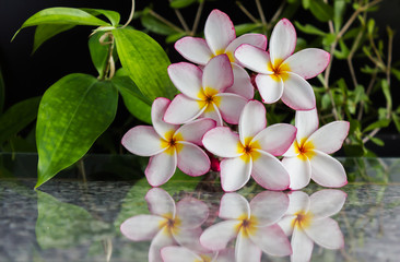 Fototapeta na wymiar Sweet beautiful fragrant flower frangipani (plumeria) with soft reflection on marble texture 