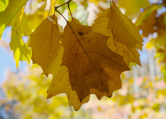Autumn oak leaves.