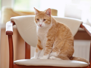 Red with white a cat.