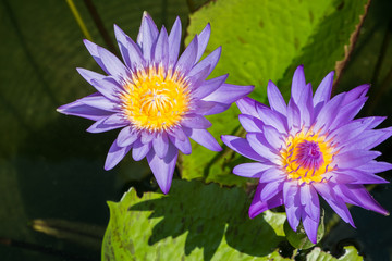 Lotus
