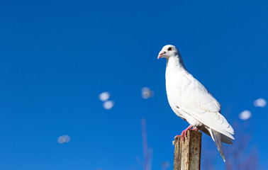 White tame dove against the blue sky.