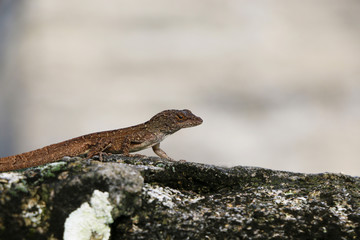 Lizard