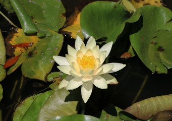 Lily