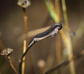 macro of a poisonous millipede (centipede) on a dry branch in nature