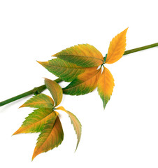 Multicolor autumn twig of grapes leaves, parthenocissus quinquef