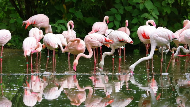 Flock of Pink Flamingos Preening its Feathers