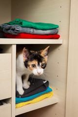 Kätzchen im Schrank
