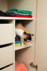 Kätzchen im Schrank
