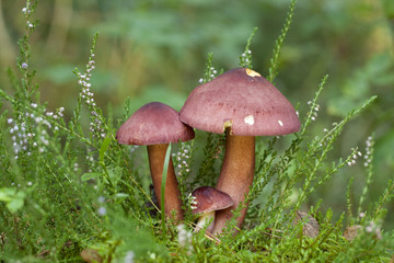 mushrooms