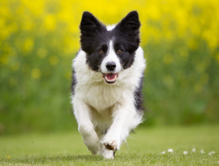 Obrazy na Szkle  Szczęśliwy i uśmiechnięty biegający pies rasy Border Collie