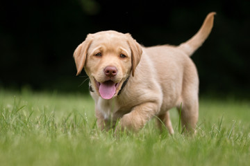 Happy and smiling labrador retriever puppy