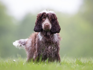 Cocker spaniel dog outdoors in nature