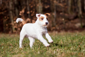 Purebred Jack Russell Terrier dog