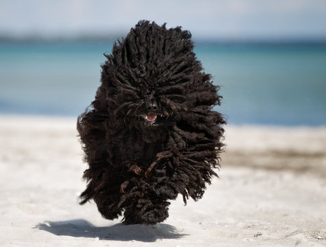 Puli dog running outdoors in nature