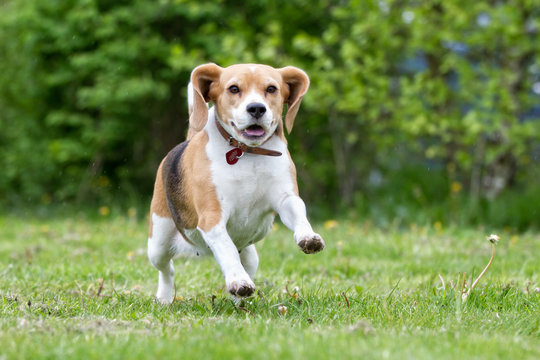 Beagle dog running outdoors in nature