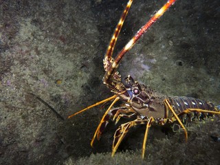 Beautiful lobster