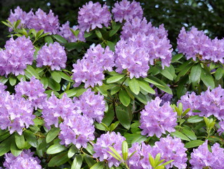 Closeup on a purple Rhododendron