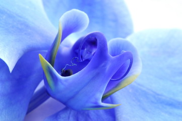 Closeup on a blue orchid flower