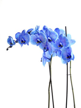 Branch Of Blue Orchid On White Background