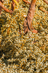 Tessin, Palmfrüchte, Palmfrucht, Dekoration, Dekor, Herbstdekoration, Herbst, Winter, Schweiz