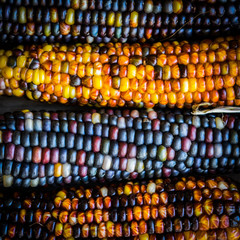 Multicolored indian corn on rustic wooden background