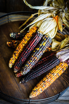 Multicolored indian corn on rustic wooden background