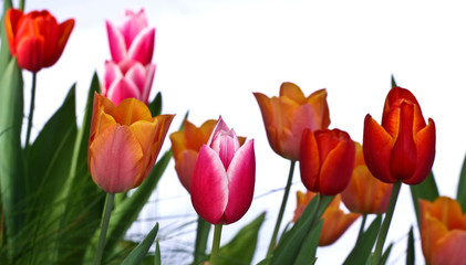 Tulips in a garden