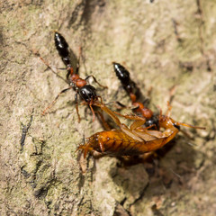The ants