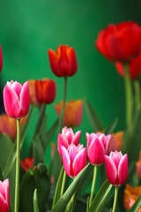Red tulips in a garden