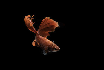 Siamese Fighting Fish dancing on black background