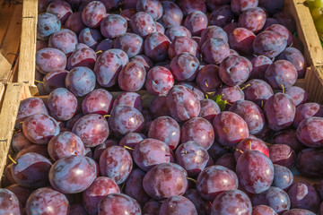 Plums in basket
