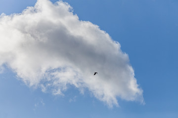 Zugvögel