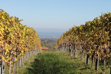Weinstraße 2015 4