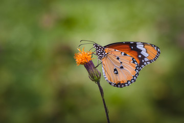 Flowers and butterflies