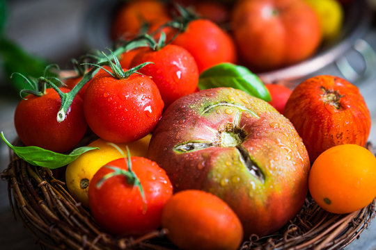 Multicolored tomatoes on rustic wooden background
