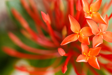 Ixora flowers