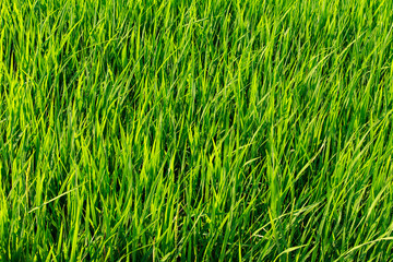 Green rice field background on sunshine
