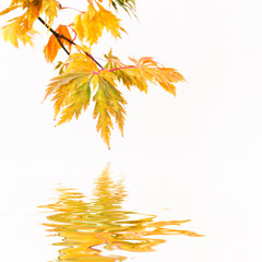 feuille d'érable sur l'eau en automne 