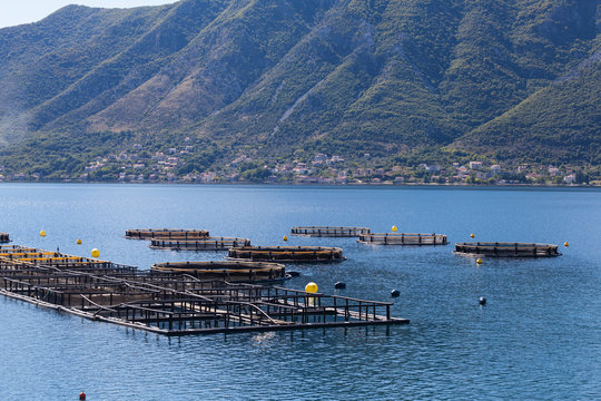 Fish farm in the Bay of Kotor