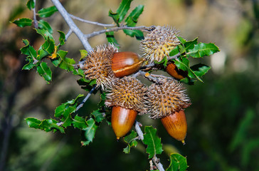 Oak branch with acorns and leaves