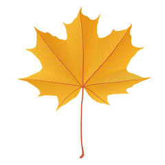 Autumn yellow gold maple leaf isolated on white background