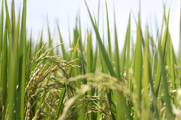 Rice plant