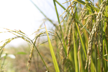 Rice plant