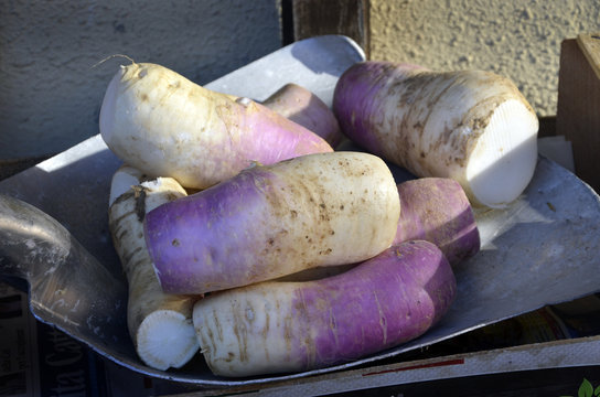 Brovada Brovade Broade Cusine furlane