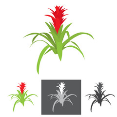 agave plant with flower vector illustration with bonus grey scale illustrations
