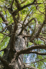 tree in the park in autumn