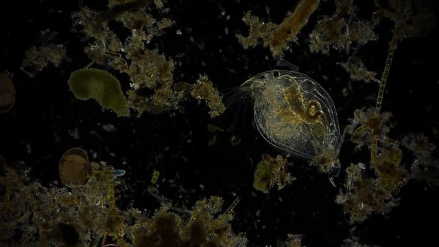 Wasserfloh im Mikroskop - 1080p Full HD