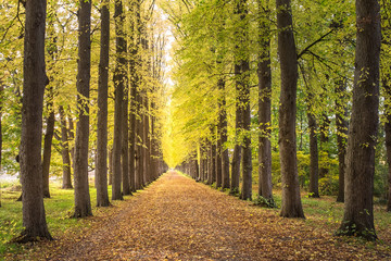 Fototapeta premium Allee im Herbst im leichten Sonnenschein