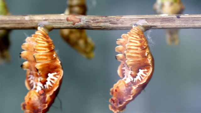 The metamorphic stage of the butterflies which is the Pupa stage. The pupal stage is found only in holometabolous insects those that undergo a complete metamorphosis going through four life stages
